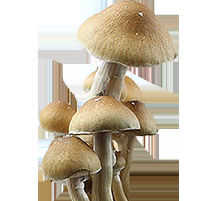 Psilocybe Cubensis Mckennaii Spor Tryck